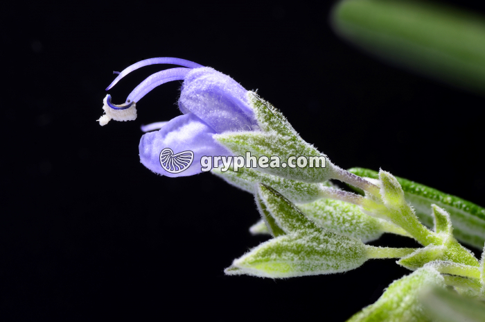 Romarin (Salvia rosmarinus) - Fleur - gryphea.com